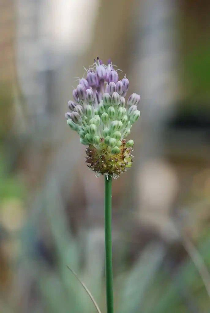 Фото Allium vineale - (Guilford County, NC)-Late Spring:Douglas Goldman, USDA