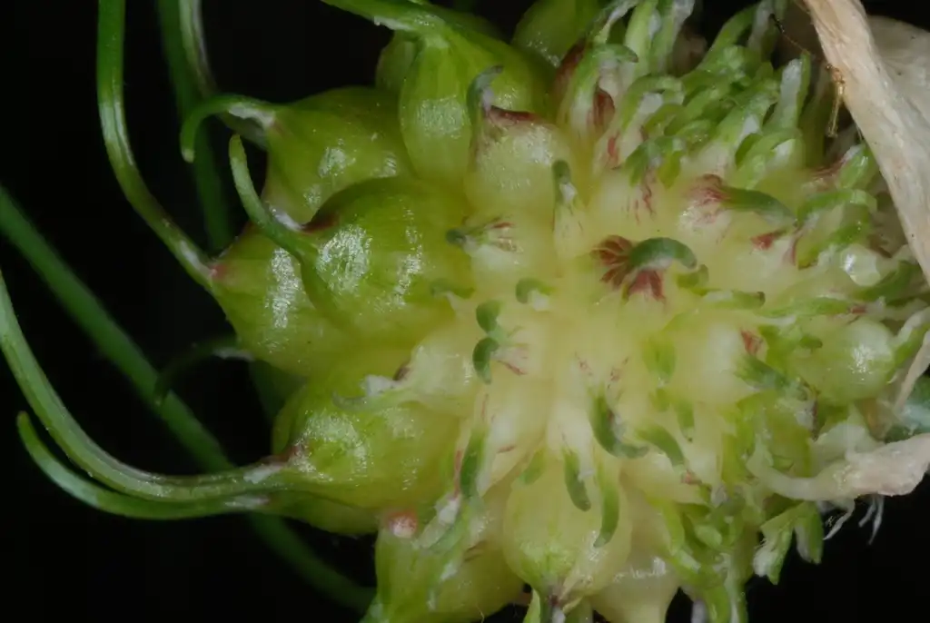 Фото Allium vineale - (Guilford County, NC)-Late Spring:Douglas Goldman, USDA