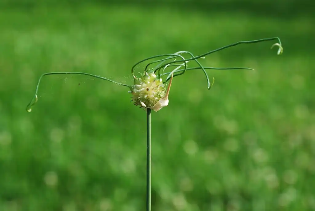 Фото Allium vineale - (Guilford County, NC)-Late Spring:Douglas Goldman, USDA