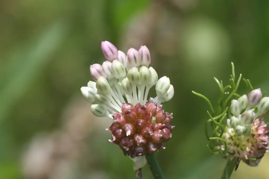 Фото Allium vineale - Inflorescence and bulbils:John Flannery