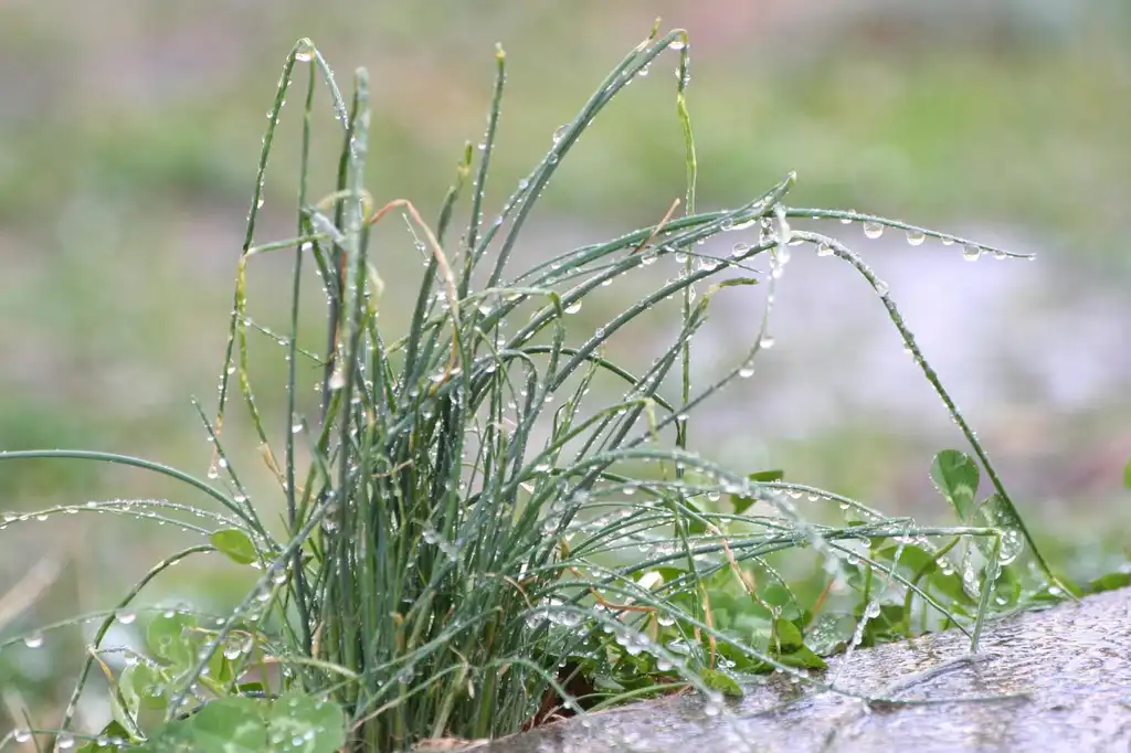 Фото Allium vineale - Clump of plants:Rich Renomeron