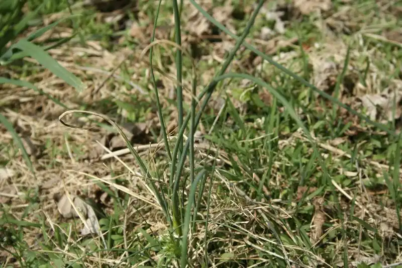 Фото Allium vineale - Mature plant among grass:Cyndy Sims Parr
