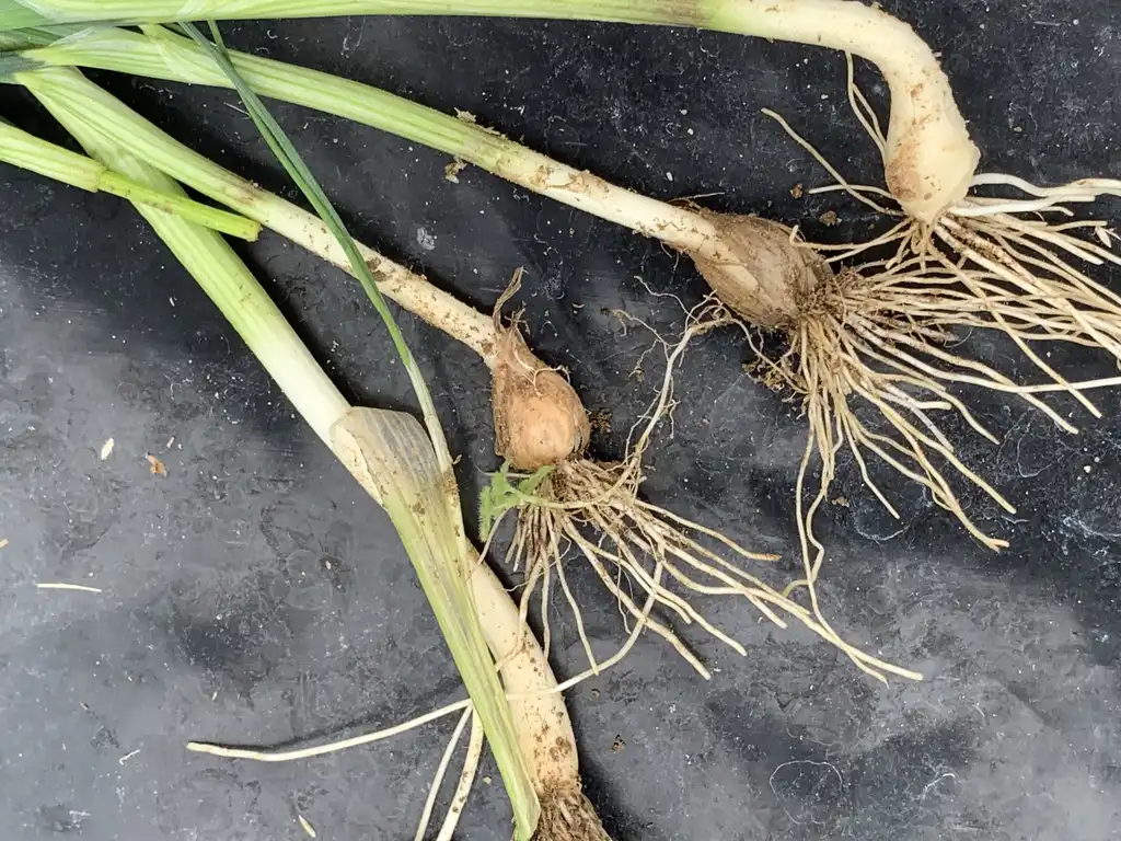 Фото Allium vineale - Bulbs and roots:K. Andre