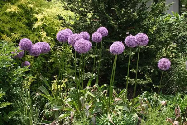 Фото Allium (Alliums)