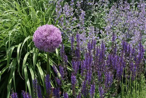 Фото Allium (Alliums)