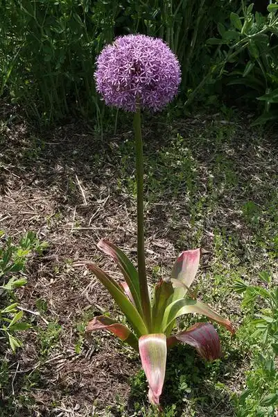 Фото Allium - Allium plant:Lucy Bradley