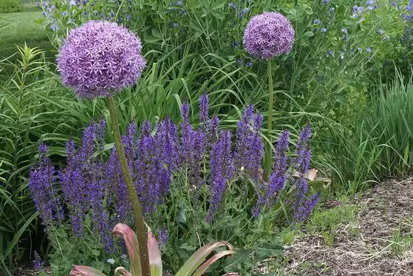 Фото Allium - Allium plants in bloom:Lucy Bradley