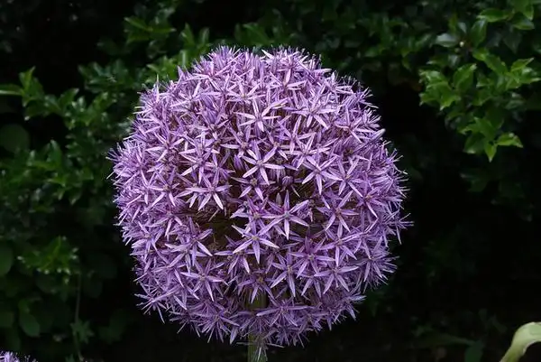 Фото Allium - Flower close up:Lucy Bradley