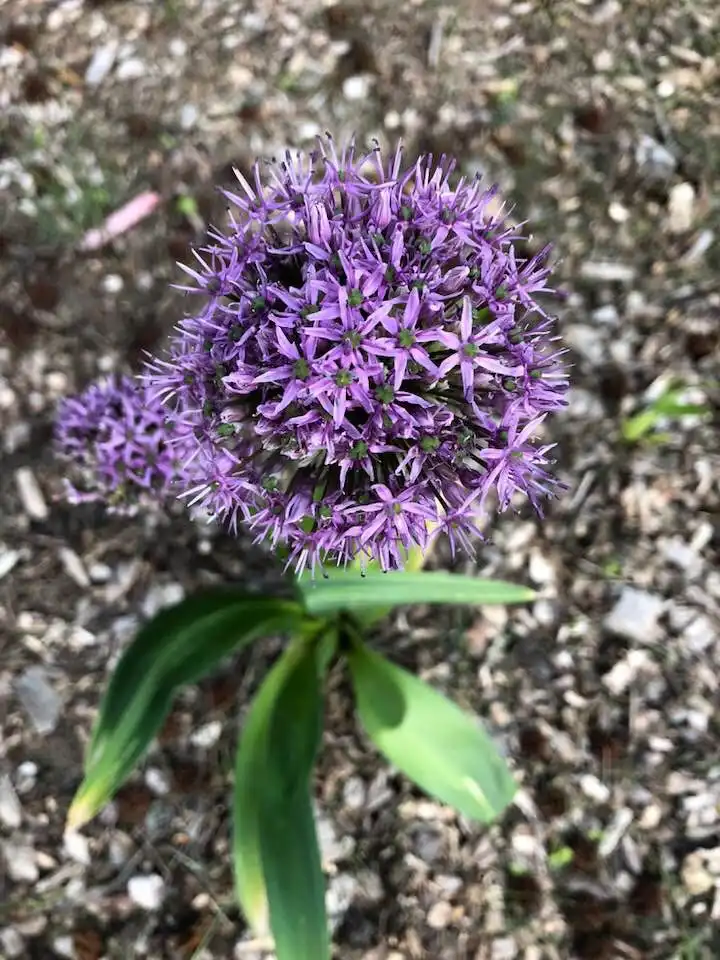 Фото Allium - close-up, Wake County, NC:Cathy Dewitt