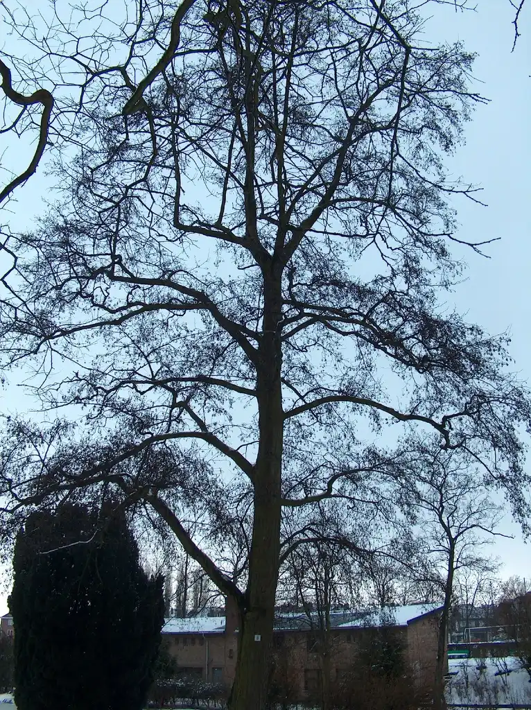 Photo of Alnus glutinosa (Alnus glutinosas)