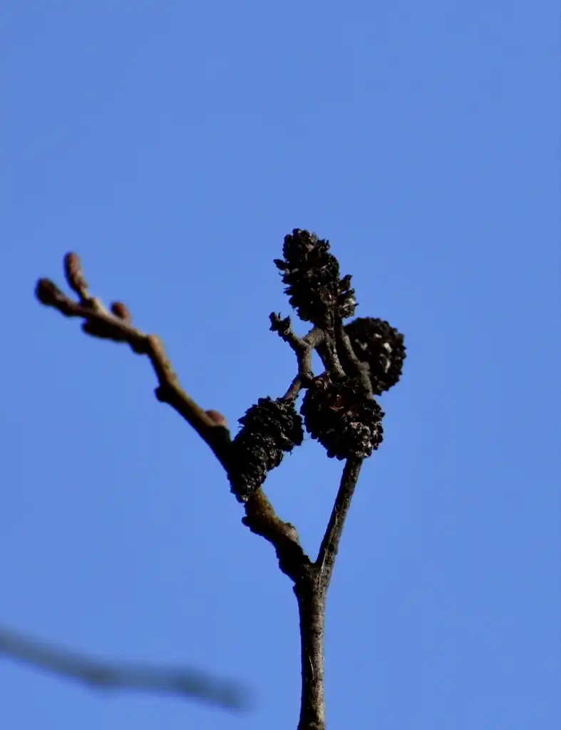 Photo of Alnus glutinosa - Cones (Wake County, NC)-Early Winter:Cathy Dewitt