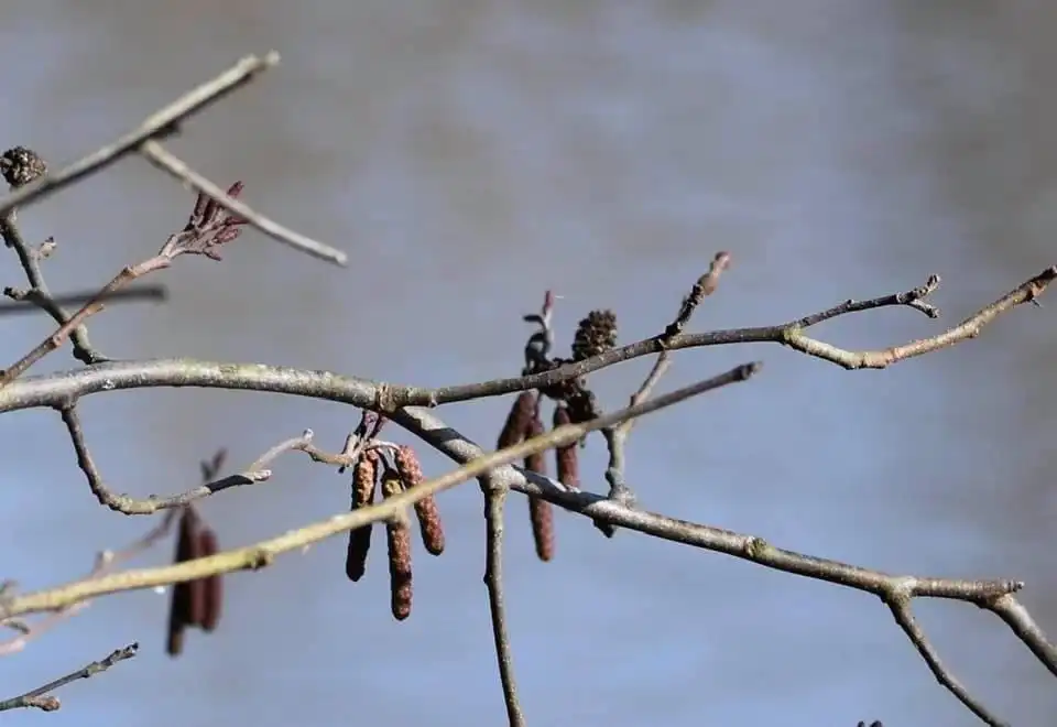Photo of Alnus glutinosa - Female and male catkins (Wake County, NC)-Winter:Cathy Dewitt