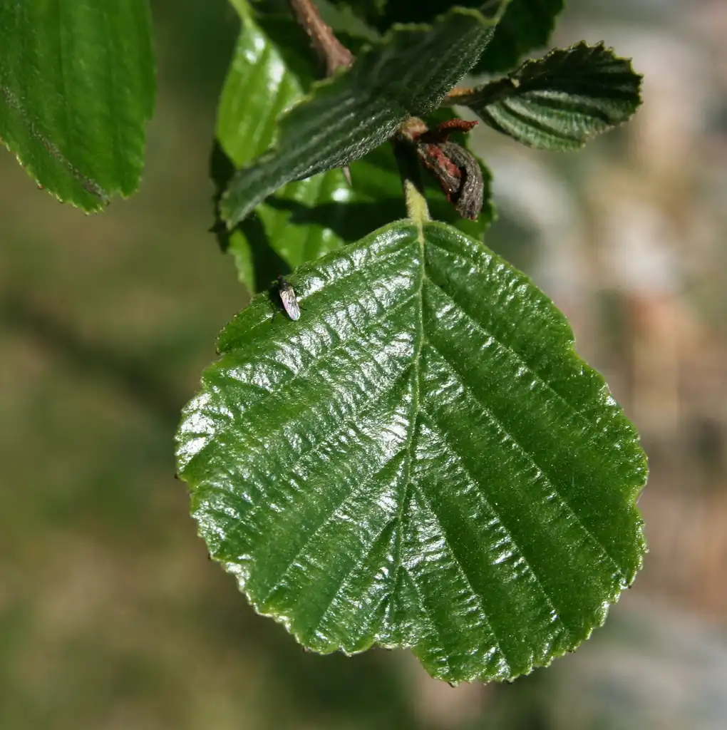 Photo of Alnus glutinosa - Alnus glutinosa leaf:Alinja