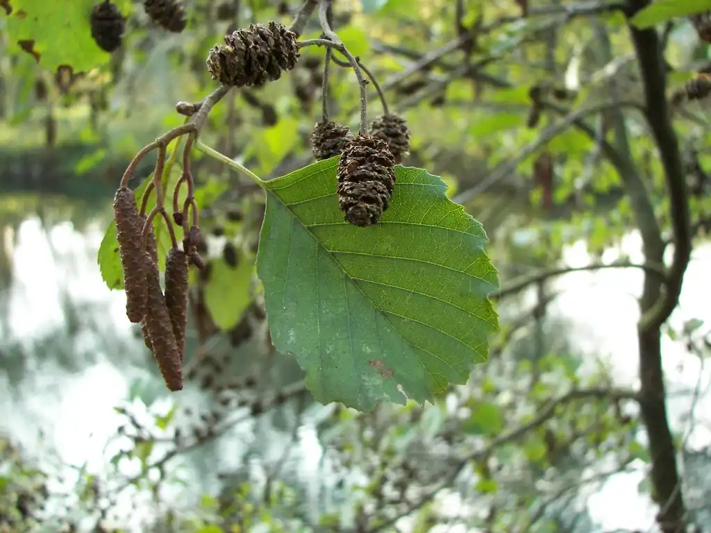 Photo of Alnus glutinosa - Alnus glutinosa's leaves, cones, and male catkins:Nikanos