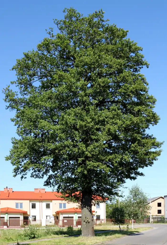 Photo of Alnus glutinosa - Alnus glutinosa tree:Crusier