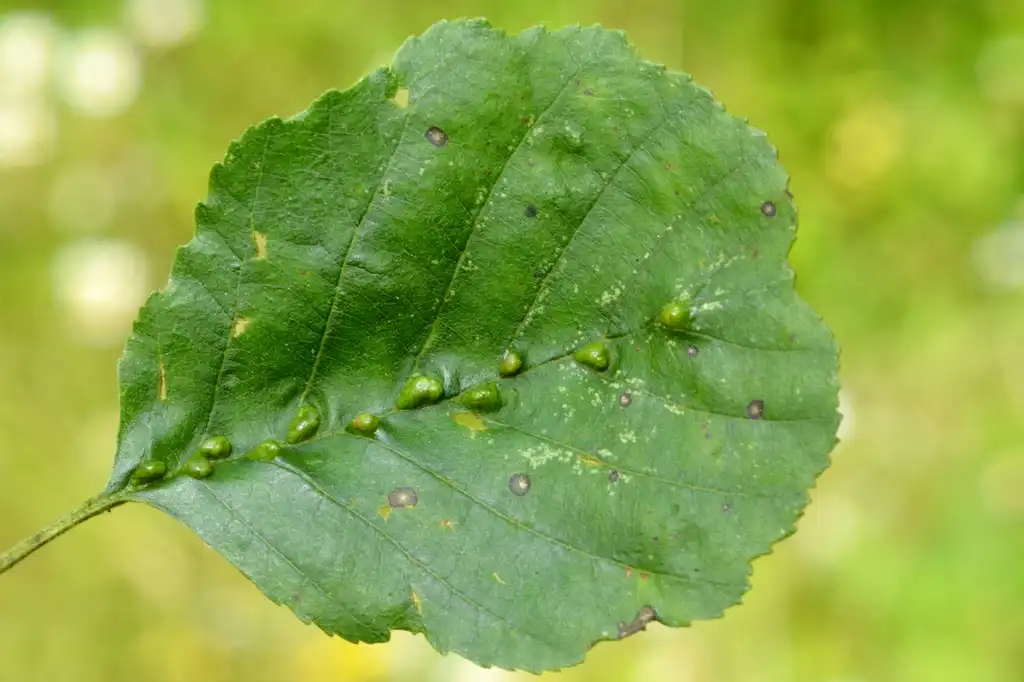 Photo of Alnus glutinosa - Alnus glutinosa (with Aceria nalepai):Gilles San Martin