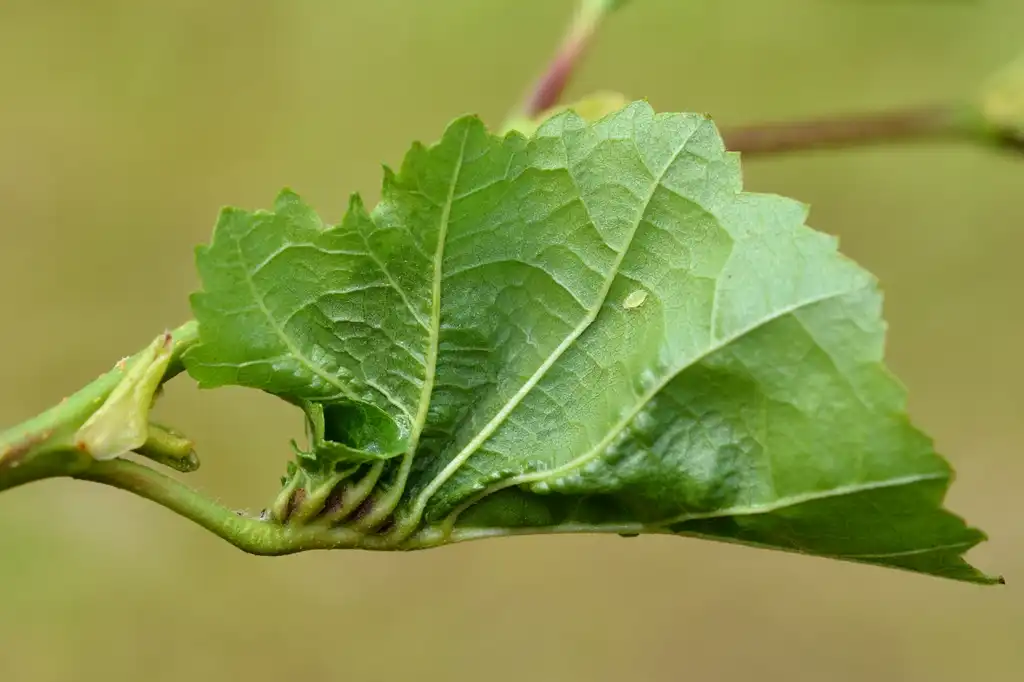 Photo of Alnus glutinosa - Alnus glutinosa (with Dasineura tortilis):Gilles San Martin