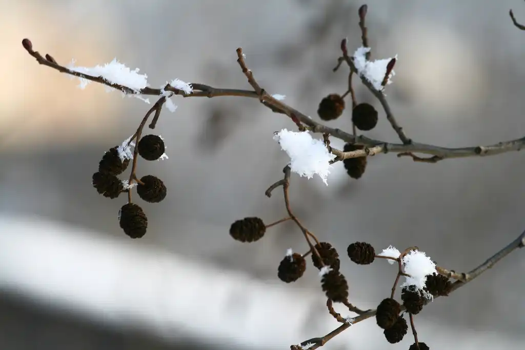 Photo of Alnus glutinosa - Alnus glutinosa winter cones:Rafal Wojtan