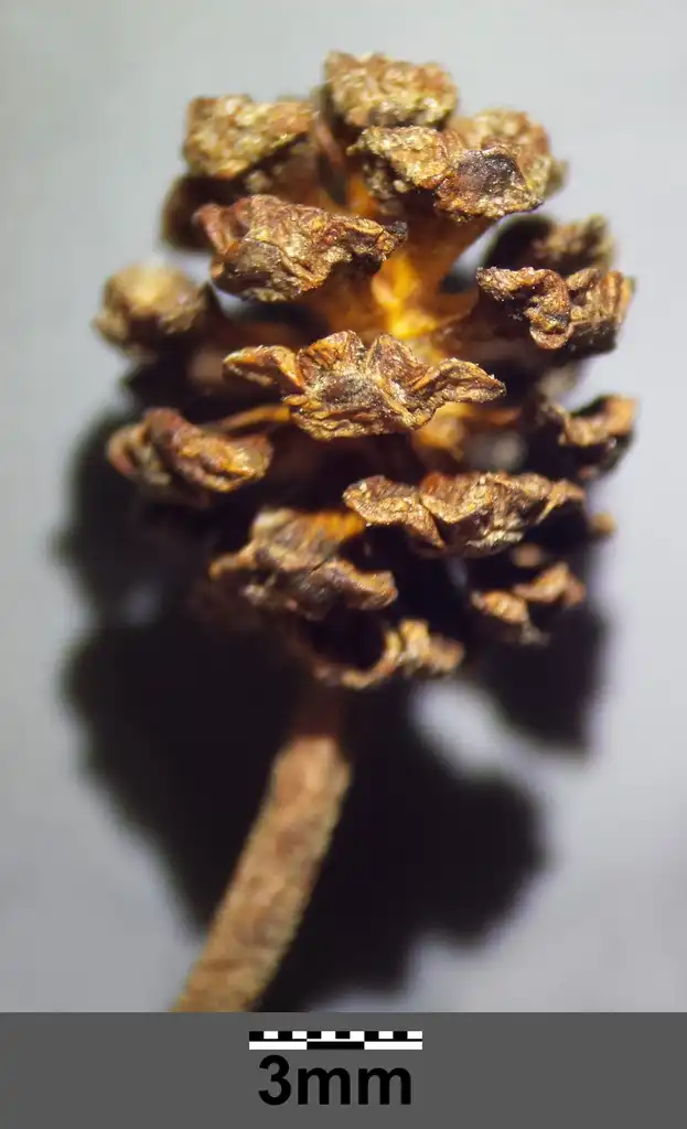 Photo of Alnus glutinosa - Alnus glutinosa cone:Stefan.lefnaer