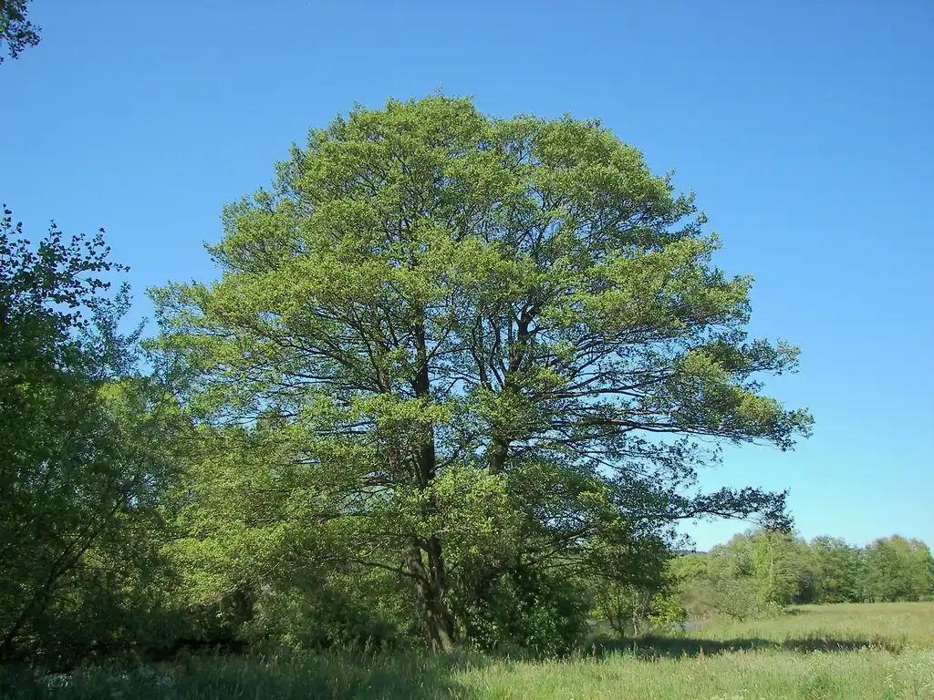 Photo of Alnus glutinosa - Alnus glutinosa form:Willow