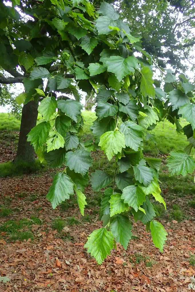 Photo of Alnus hirsuta (Alnus hirsutas)