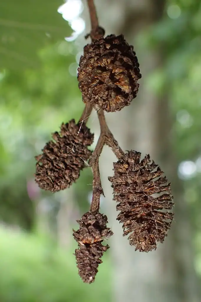 Photo of Alnus hirsuta (Alnus hirsutas)