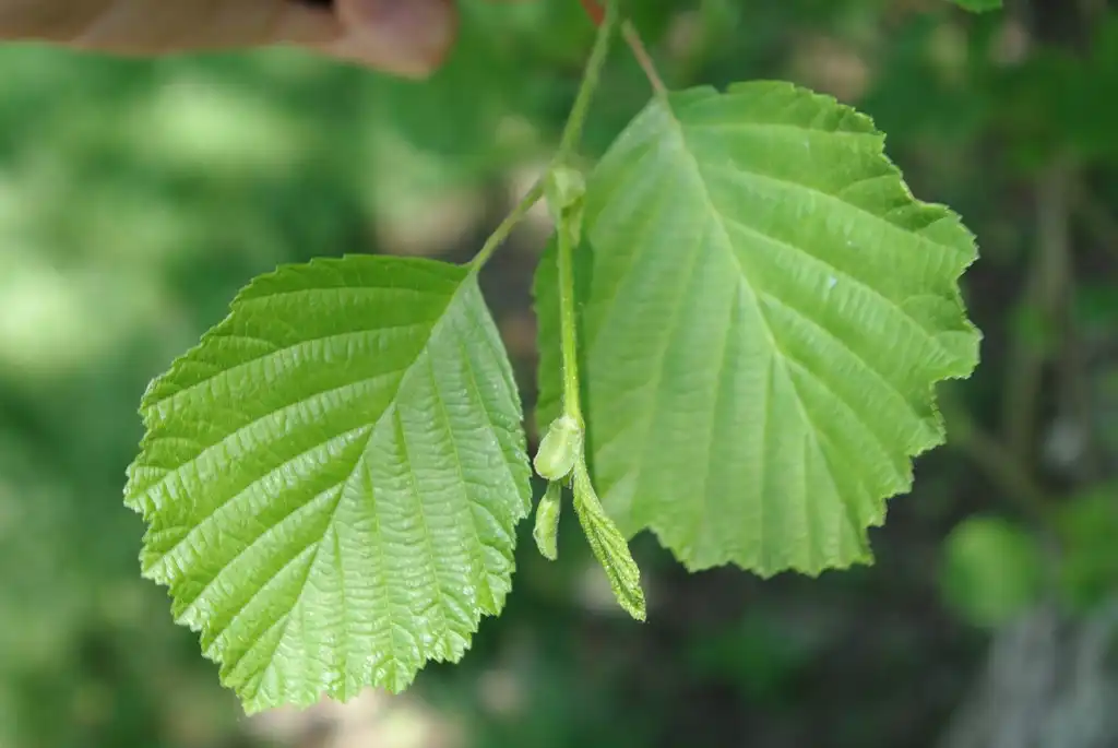 Photo of Alnus hirsuta - Alnus hirsuta leaf close up:Bostonian13