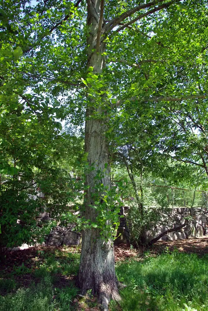 Photo of Alnus hirsuta - Alnus hirsuta tree 2:Bostonian13