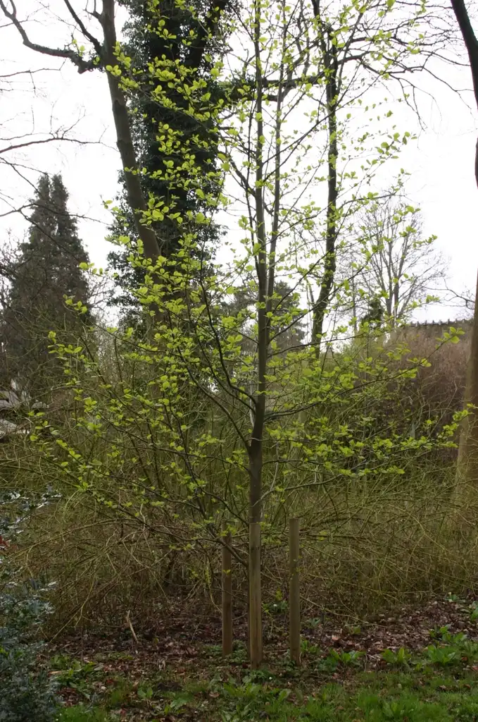 Photo of Alnus hirsuta - Alnus hirsuta tree:Sten Porse