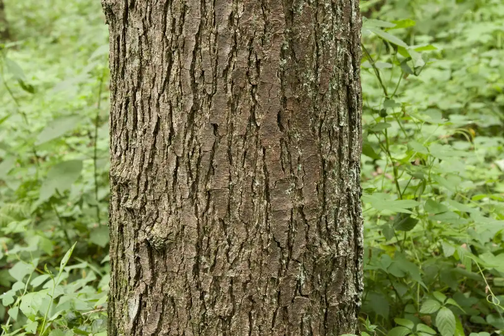 Photo of Alnus japonica (Alnus japonicas)