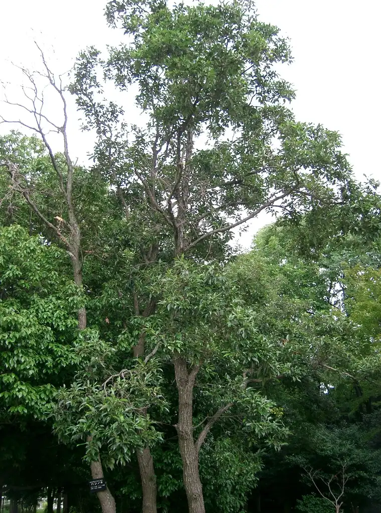 Photo of Alnus japonica (Alnus japonicas)