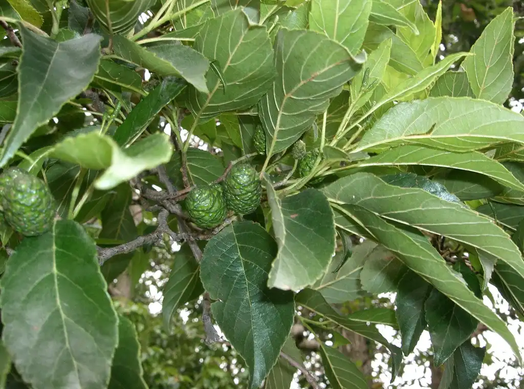 Photo of Alnus japonica - Leaves and cones:KENPEI