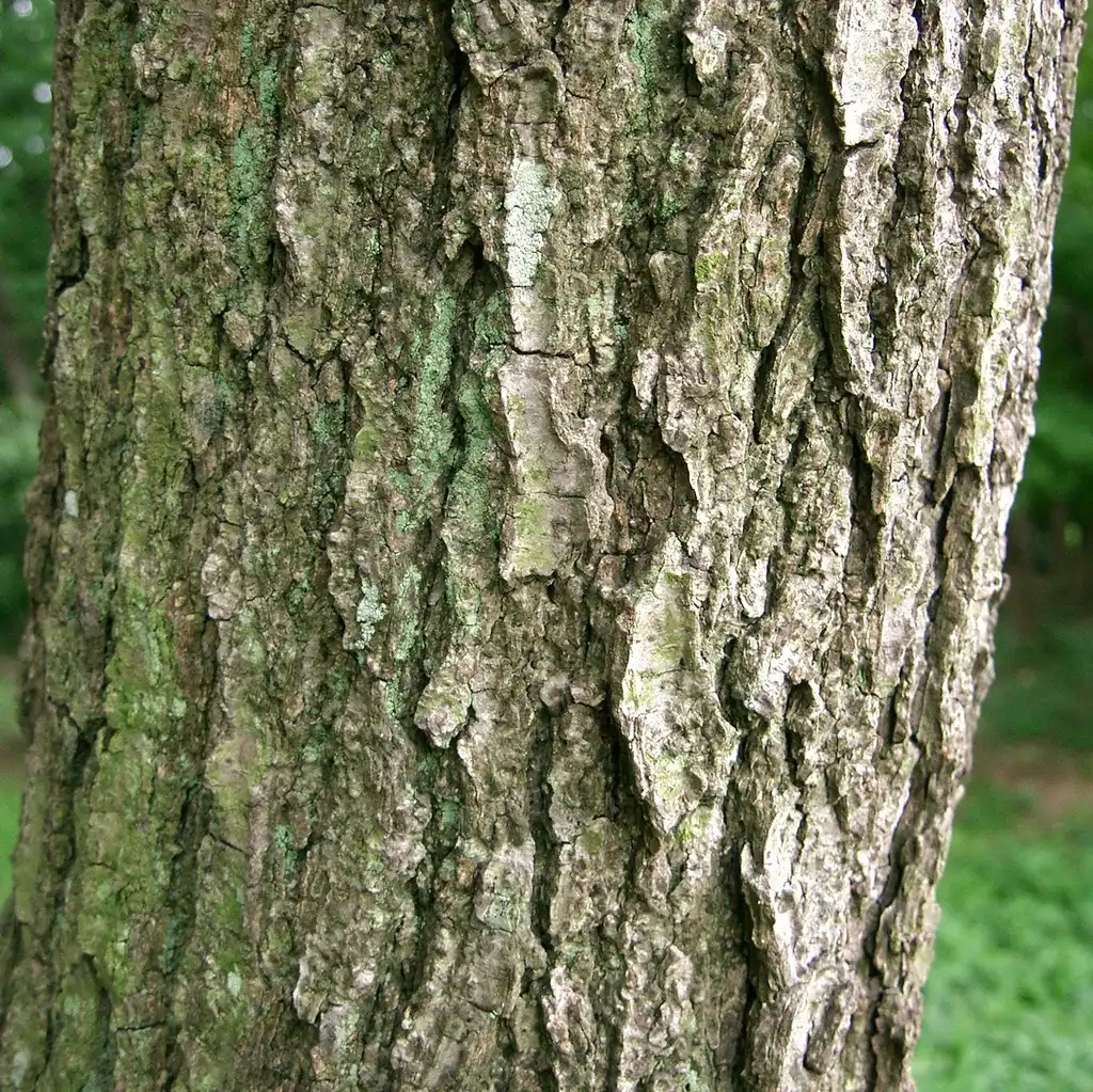 Photo of Alnus japonica - Bark close up:Kenpei