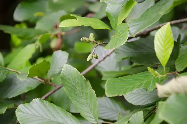 Photo of Alnus serrulata (Alnus serrulatas)