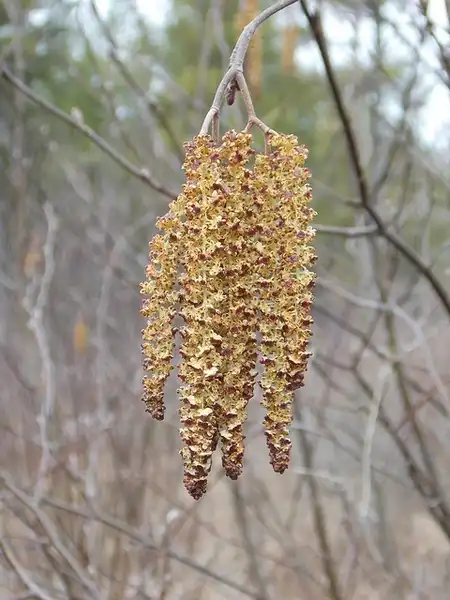 Photo of Alnus serrulata (Alnus serrulatas)