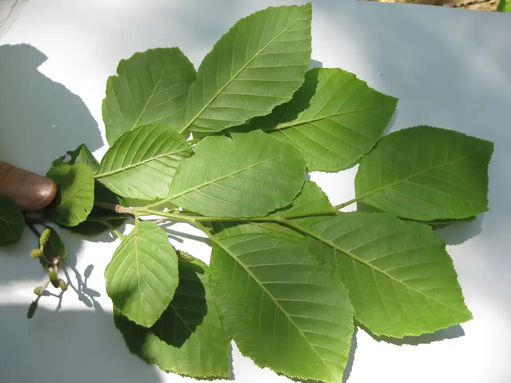 Photo of Alnus serrulata - Leaves: