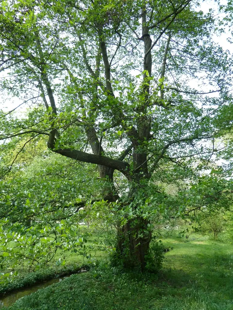 Photo of Alnus serrulata - Form:Aroche