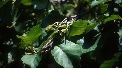 Foto de Alnus x pubescens (Alnus x pubescenss)