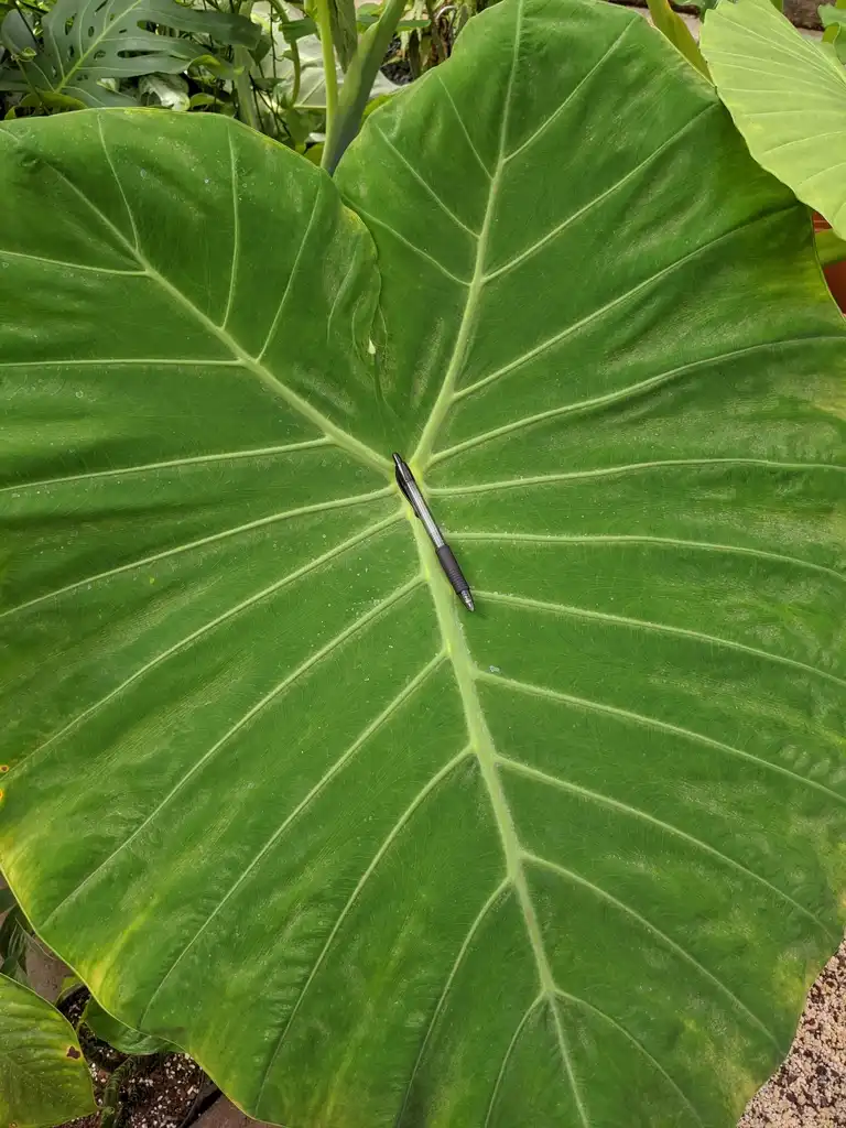 Фото Alocasia x 'Calidora' (Alocasia x 'Calidora's)