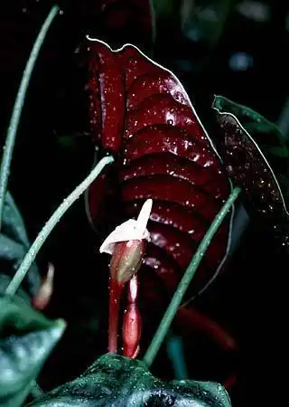Foto de Alocasia (Alocasias)