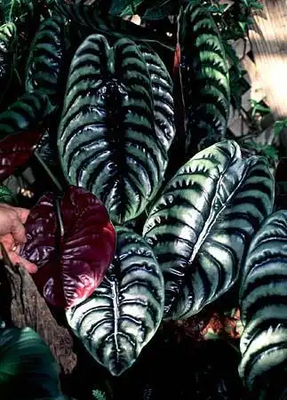 Foto de Alocasia (Alocasias)