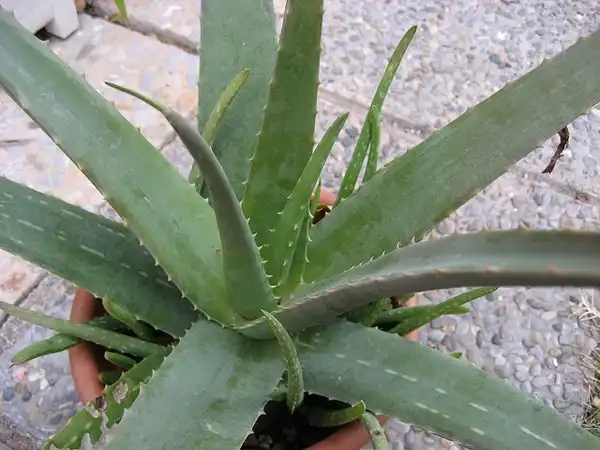 Фото Aloe vera (Aloe veras)
