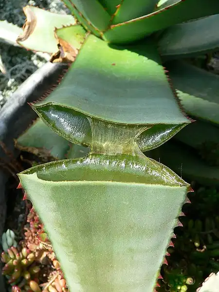 Фото Aloe vera (Aloe veras)
