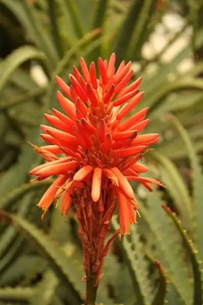 Фото Aloe vera - Aloe barbadensis flower:Superstringphysics