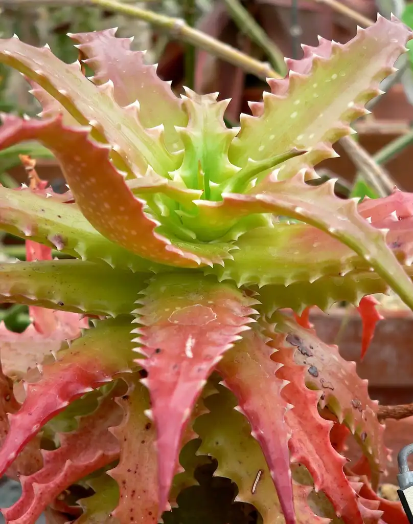 Фото Aloe (Aloes)