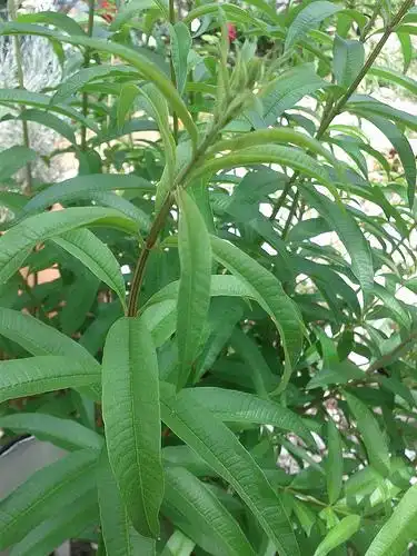 Foto de Aloysia citriodora (Aloysia citriodoras)