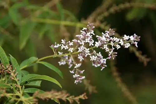 Foto de Aloysia citriodora (Aloysia citriodoras)