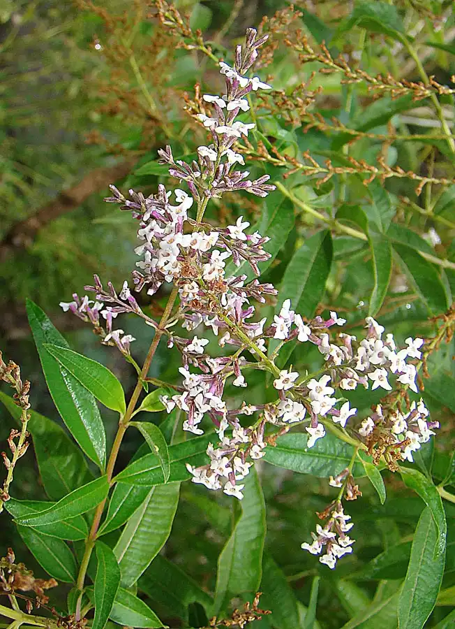 Foto de Aloysia citriodora - Flowers:Dick Culbert