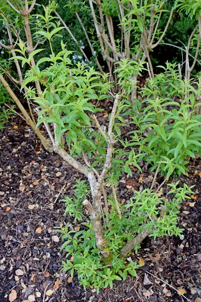 Foto de Aloysia citriodora - Leaves:Krzysztof Golik