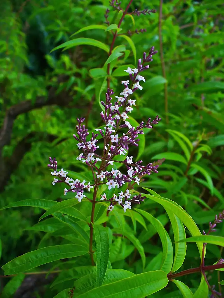 Foto de Aloysia citriodora - Flowers and leaves:H. Zell